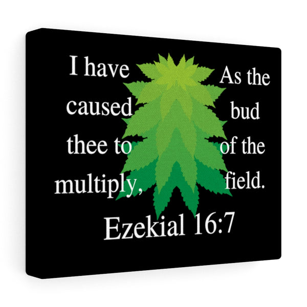 Ezekiel 16:7 Canvas Gallery Wraps